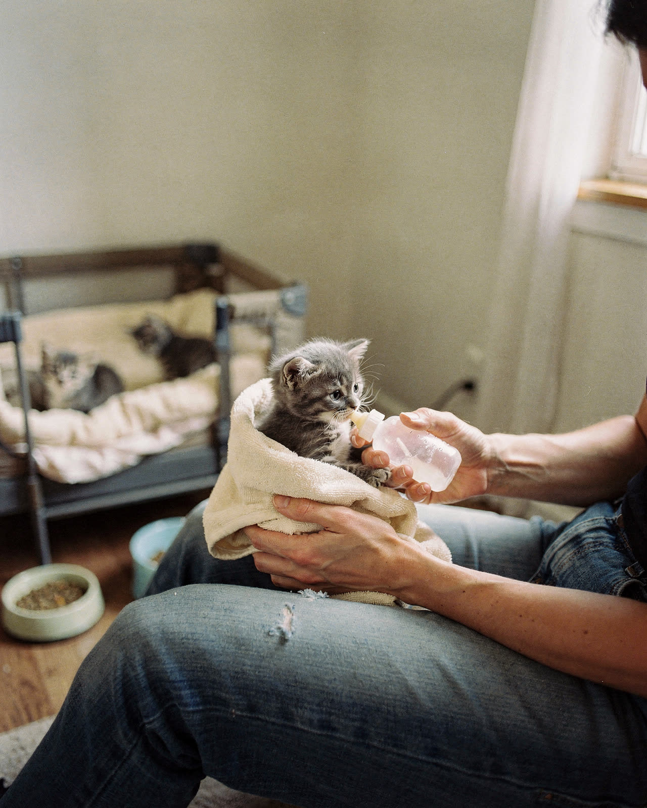 Hands bottle-feeding a tiny kitten wrapped in a towel in a foster room