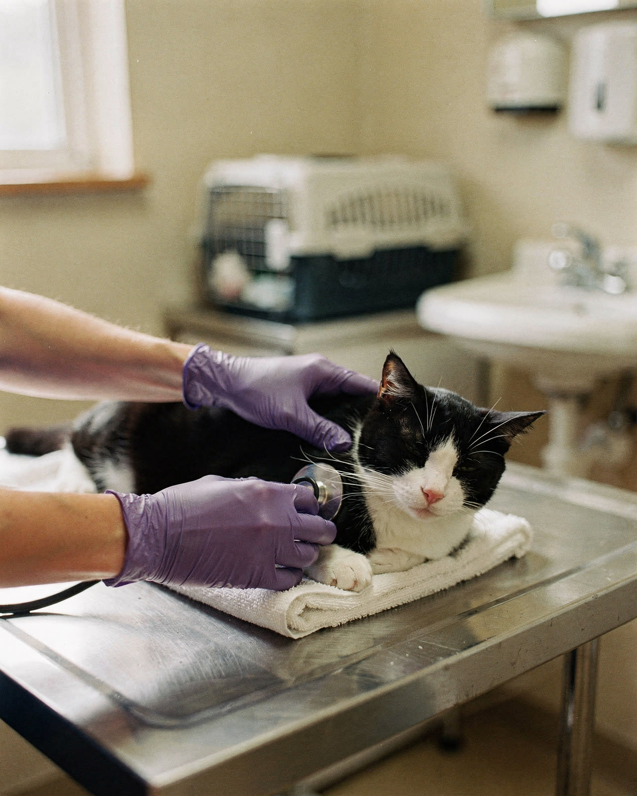 A calm black-and-white cat on a towel on a vet's exam table, gloved hands holding a stethoscope