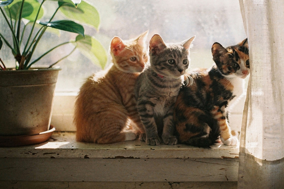 Three foster kittens sitting together on a sunny windowsill beside a potted plant