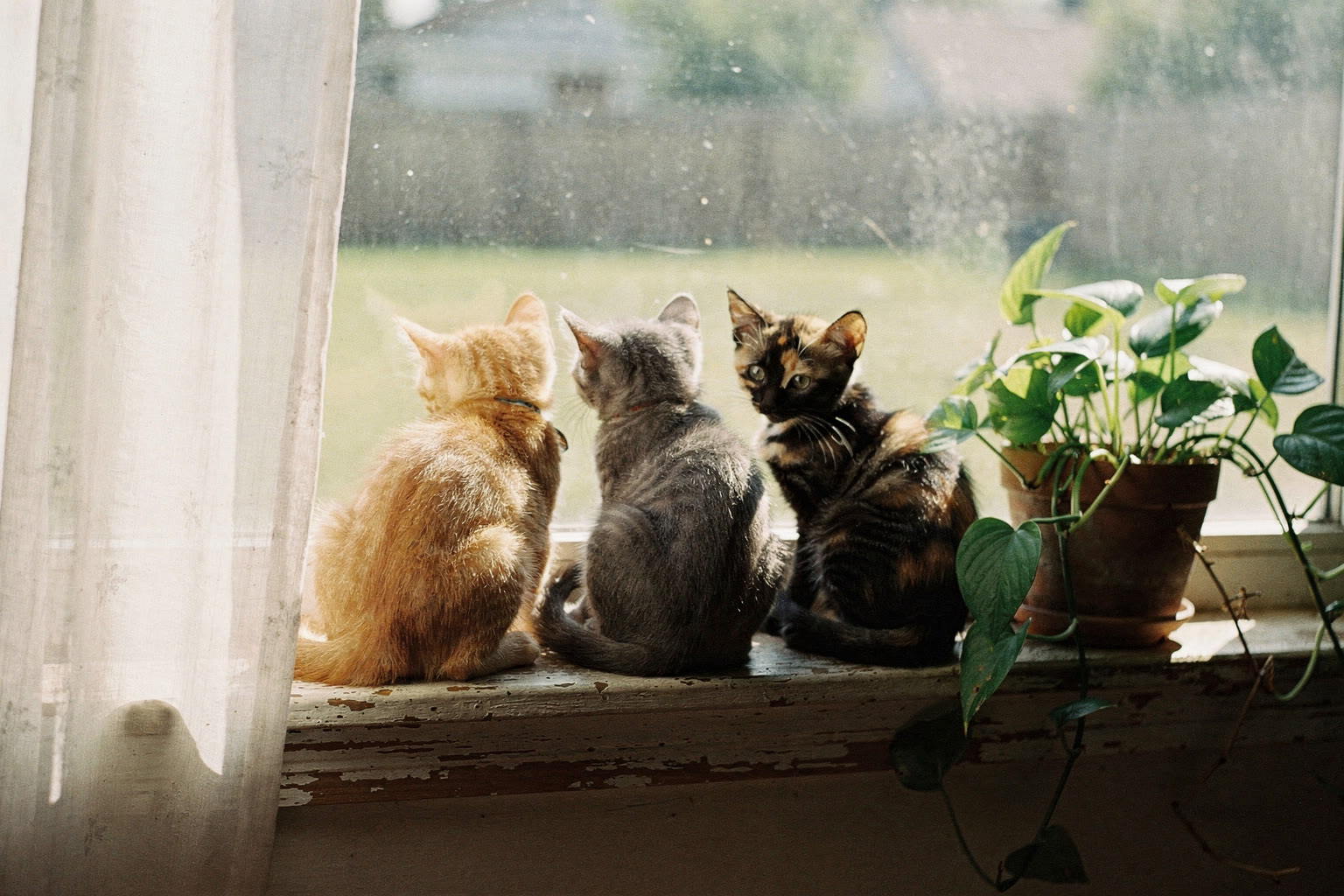 Three foster kittens sitting together on a sunny windowsill, looking out at the yard