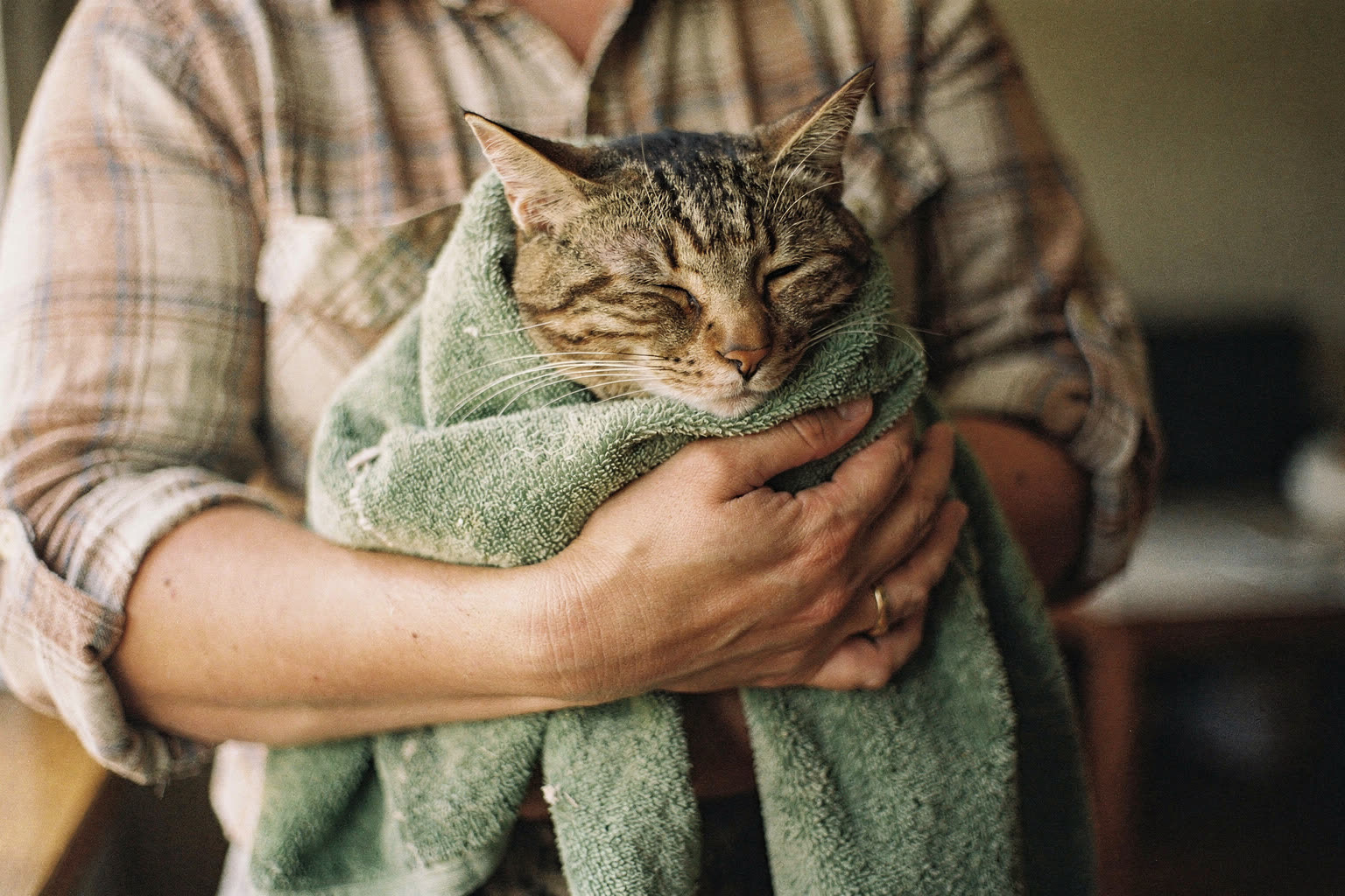 A calm tabby cat wrapped snugly in a green towel, held in a volunteer's arms