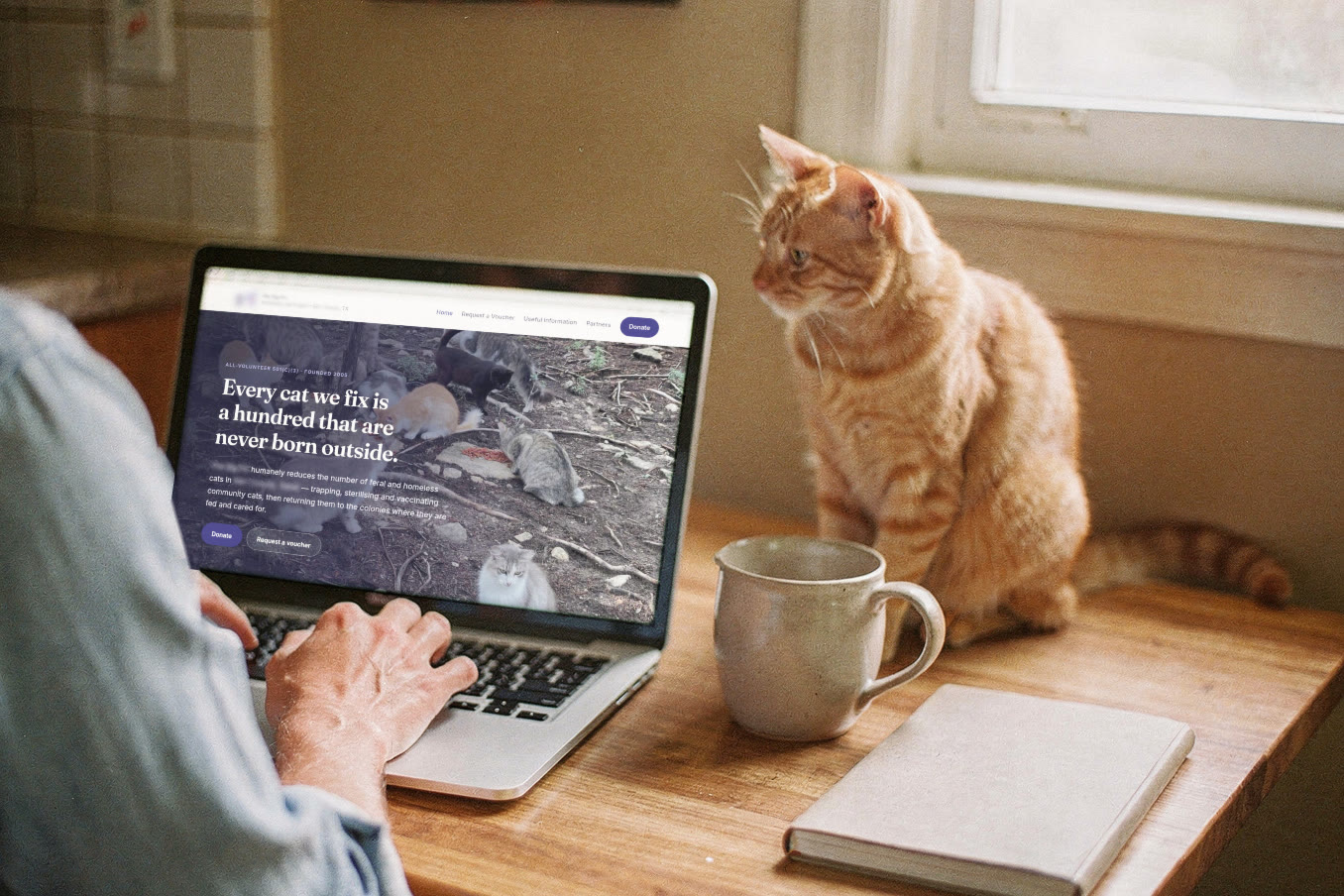 Someone at a laptop looking at a rescue's rebuilt website, an orange cat sitting on the table watching the screen